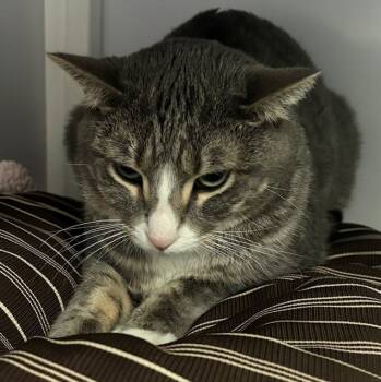 Rescue Domestic Short Hair Cats for Adoption in Youngtown, Arizona - Pinkster CG3 | PetCurious