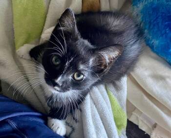 Tom -  Tuxedo Cat for Adoption in Versailles, Kentucky - Tom | PetCurious