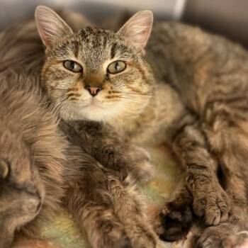 Domestic Short Hair Cats Available for Adoption in Thayne, Wyoming - Cinnamon | PetCurious