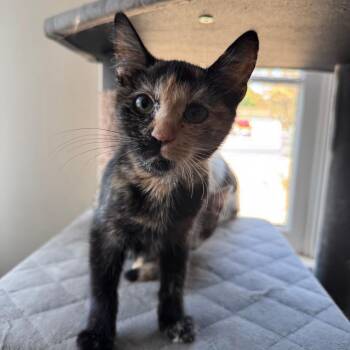 Pesto -  Domestic Short Hair Cat for Adoption in Hemet, California - Pesto | PetCurious