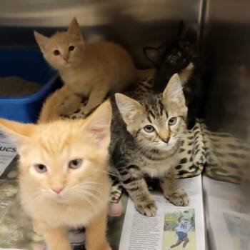 Domestic Short Hair Cats Available for Adoption in Johnson City, Tennessee - Budro (mint Hill) | PetCurious