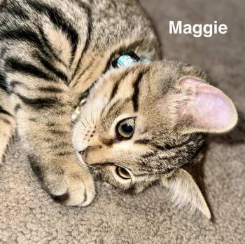 MAGGIE -  Domestic Short Hair Cat for Adoption in Indianapolis, Indiana - MAGGIE | PetCurious