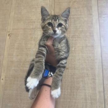 Prince -  Domestic Short Hair Cat for Adoption in New York, New York - Prince | PetCurious