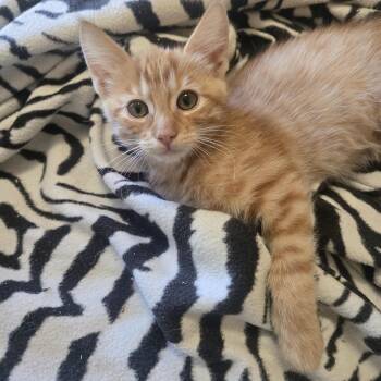 LEO -  Tabby Cat for Adoption in Los Angeles, California - LEO | PetCurious