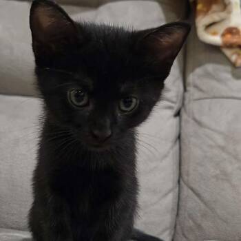 Luigi -  Domestic Short Hair Cat Available for Adoption in Harrisonburg, Virginia - Luigi | PetCurious