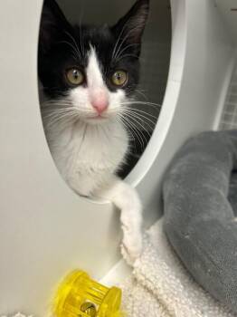 JARED -  Domestic Short Hair Cat for Adoption in Diamond Springs, California - JARED | PetCurious