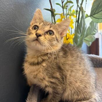 Mr. Oakley & Miss Ash BONDED -  Domestic Short Hair and Domestic Medium Hair Cat for Adoption in Boca Raton, Florida - Mr. Oakley & Miss Ash BONDED | PetCurious