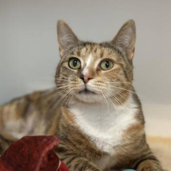 Uno -  Domestic Short Hair Cat Available for Adoption in Greensboro, North Carolina - Uno | PetCurious