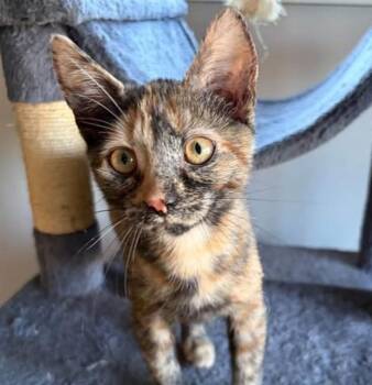 MARCIE -  Domestic Short Hair Cat for Adoption in Springfield, Massachusetts - MARCIE | PetCurious