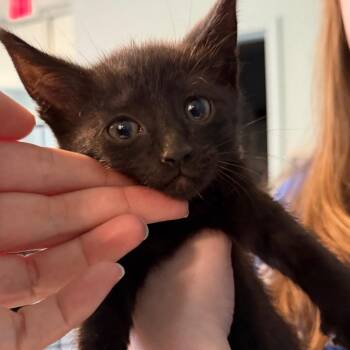 One Millionth Kitten (Purple) -  Domestic Short Hair Cat Available for Adoption in Greensboro, North Carolina - One Millionth Kitten (Purple) | PetCurious
