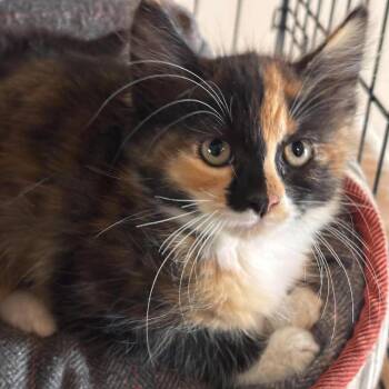 Helga -  Domestic Medium Hair and Domestic Short Hair Cat for Adoption in Nampa, Idaho - Helga | PetCurious