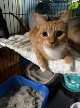 Kami JN -  Domestic Short Hair Cat for Adoption in Greenville, South Carolina - Kami JN | PetCurious