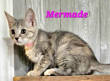 Mermade -  Dilute Tortoiseshell Cat for Adoption in Macon, Georgia - Mermade | PetCurious