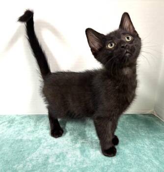 Rescue Domestic Short Hair Cats for Adoption in Hawk Point, Missouri - Wheel Of Fortune | PetCurious