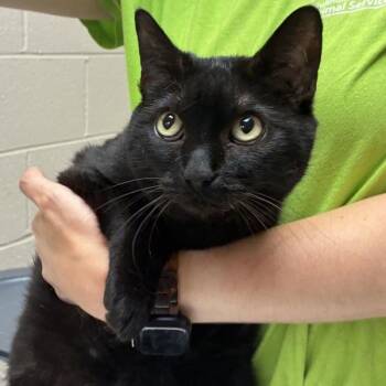 Poppy -  Domestic Short Hair Cat for Adoption in Troutdale, Oregon - Poppy | PetCurious