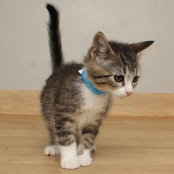 Folsom C69576 -  Domestic Short Hair Cat for Adoption in Minnetonka, Minnesota - Folsom C69576 | PetCurious