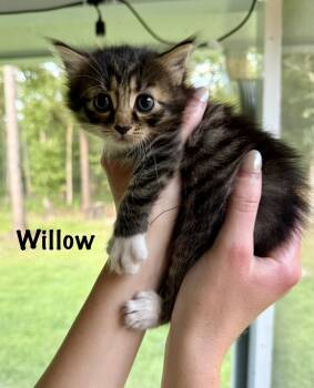 Willow -  Domestic Medium Hair and Tabby Cat for Adoption in St. Augustine, Florida - Willow | PetCurious