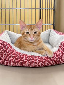 Matthew Brother of Teddy -  Tabby Cat for Adoption - Matthew Brother Of Teddy | PetCurious