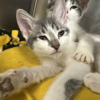 Vernal Falls -  Domestic Short Hair Cat for Adoption in Walnut Creek, California - Vernal Falls | PetCurious
