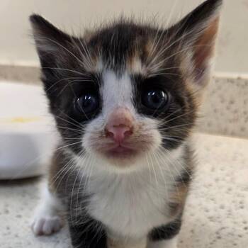 Domestic Short Hair Cats Available for Adoption in Auburn, Alabama - Kacey | PetCurious