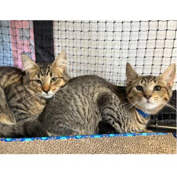 Charles -  Domestic Short Hair Cat for Adoption in Ridgely, Maryland - Charles | PetCurious