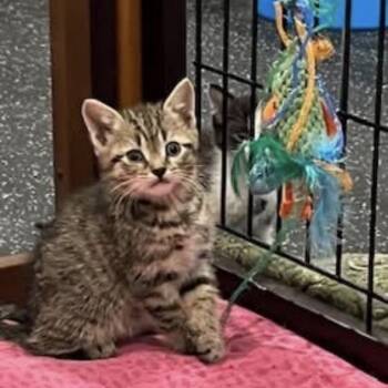 Domestic Short Hair Cats Available for Adoption in Harrisonburg, Virginia - Stratus | PetCurious