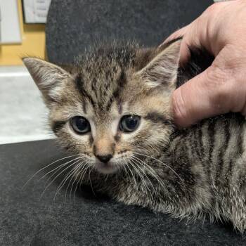 Domestic Short Hair Cats Available for Adoption in Huntsville, Arkansas - (Event 5/20) Kimchi | PetCurious