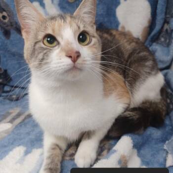 Domestic Short Hair Cats Available for Adoption in New Tazewell, Tennessee - Rosebud | PetCurious