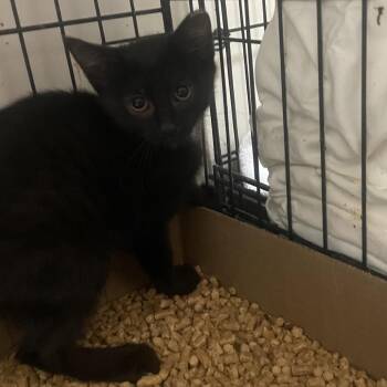 Sassafras -  Domestic Short Hair Cat for Adoption in Branson, Missouri - Sassafras | PetCurious