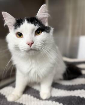 Domestic Medium Hair Cats Available for Adoption in Brooks, Maine - Steven  | PetCurious
