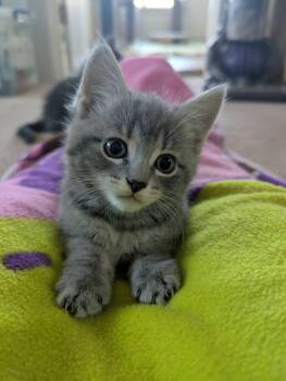 Truffle -  Domestic Short Hair Cat for Adoption in Courtenay, British Columbia - Truffle | PetCurious
