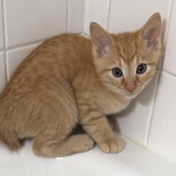Hades -  Domestic Short Hair Cat for Adoption in Grantsville, Utah - Hades | PetCurious