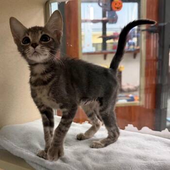 Indie -  Domestic Short Hair Cat for Adoption in West Palm Beach, Florida - Indie | PetCurious