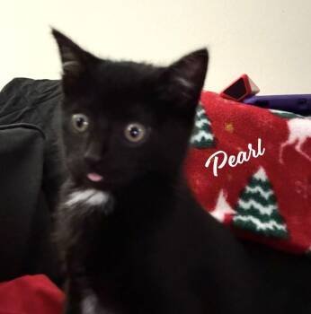 Bombay and Domestic Short Hair Cats Available for Adoption - Pearl #dustbin-litter | PetCurious