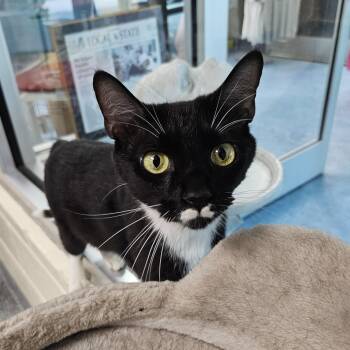 Mousse -  Domestic Short Hair Cat Available for Adoption in Charleston, South Carolina - Mousse | PetCurious