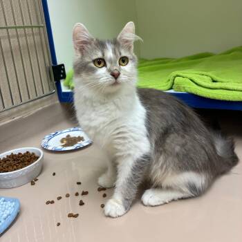 Queen Clarion -  Domestic Medium Hair Cat for Adoption in Mebane, North Carolina - Queen Clarion | PetCurious
