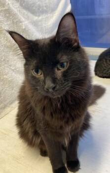 Rescue Domestic Medium Hair Cats for Adoption in Huntington, New York - Jett | PetCurious