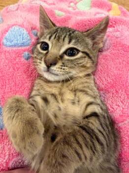Parsnip -  Domestic Short Hair Cat for Adoption in Ogden, Utah - Parsnip | PetCurious