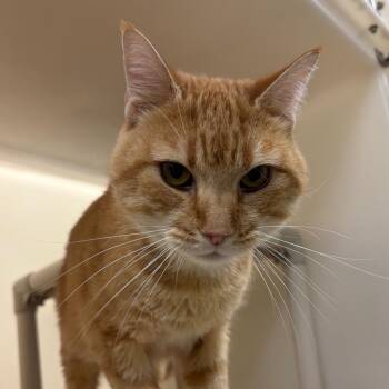 Gerard -  Domestic Short Hair Cat for Adoption in Harrisonburg, Virginia - Gerard | PetCurious