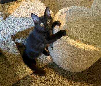 Rescue Domestic Short Hair Cats for Adoption in Burnaby, British Columbia - Jujube | PetCurious