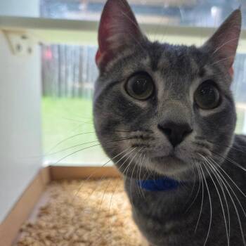 Domestic Medium Hair Cats Available for Adoption in Chattanooga, Tennessee - Sloth | PetCurious