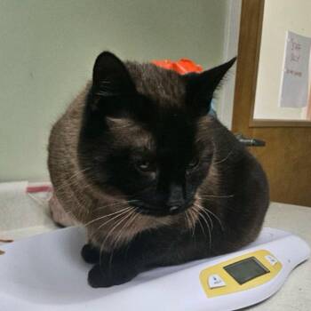 Siamese Cats Available for Adoption in Conway, New Hampshire - Rev | PetCurious