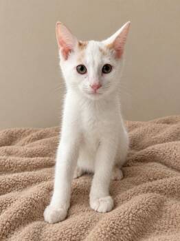 Cedar -  Domestic Short Hair Cat for Adoption in Greensboro, North Carolina - Cedar | PetCurious