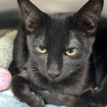 Rescue Domestic Short Hair Cats for Adoption in Raymond, Washington - Breeze | PetCurious