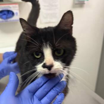 Shadow -  Domestic Medium Hair Cat for Adoption in Charleston, West Virginia - Shadow | PetCurious
