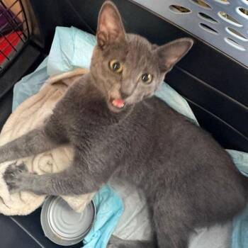 Domestic Short Hair Cats Available for Adoption - Barbie- JELP-Stray-4094 | PetCurious