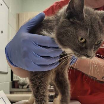 Tansy -  Domestic Short Hair Cat for Adoption in Chattanooga, Tennessee - Tansy | PetCurious