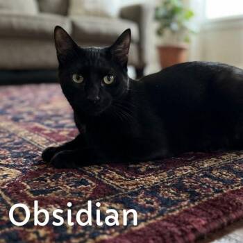 Obsidian -  Manx and Domestic Short Hair Cat for Adoption in Washington, Pennsylvania - Obsidian | PetCurious