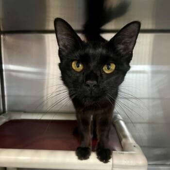 Evanescence -  Domestic Medium Hair Cat for Adoption in Fairmont, West Virginia - Evanescence | PetCurious