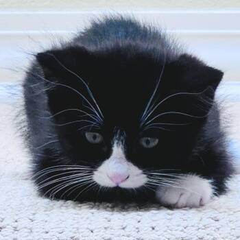 Porcini -  Domestic Short Hair Cat for Adoption in Wilsonville, Oregon - Porcini | PetCurious